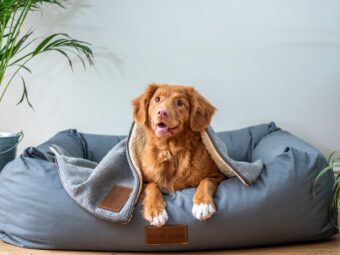 Hundehalterhaftpflichtversicherung {{brizy_dc_image_alt entityId=